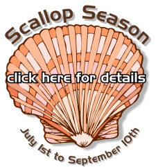 Scallop